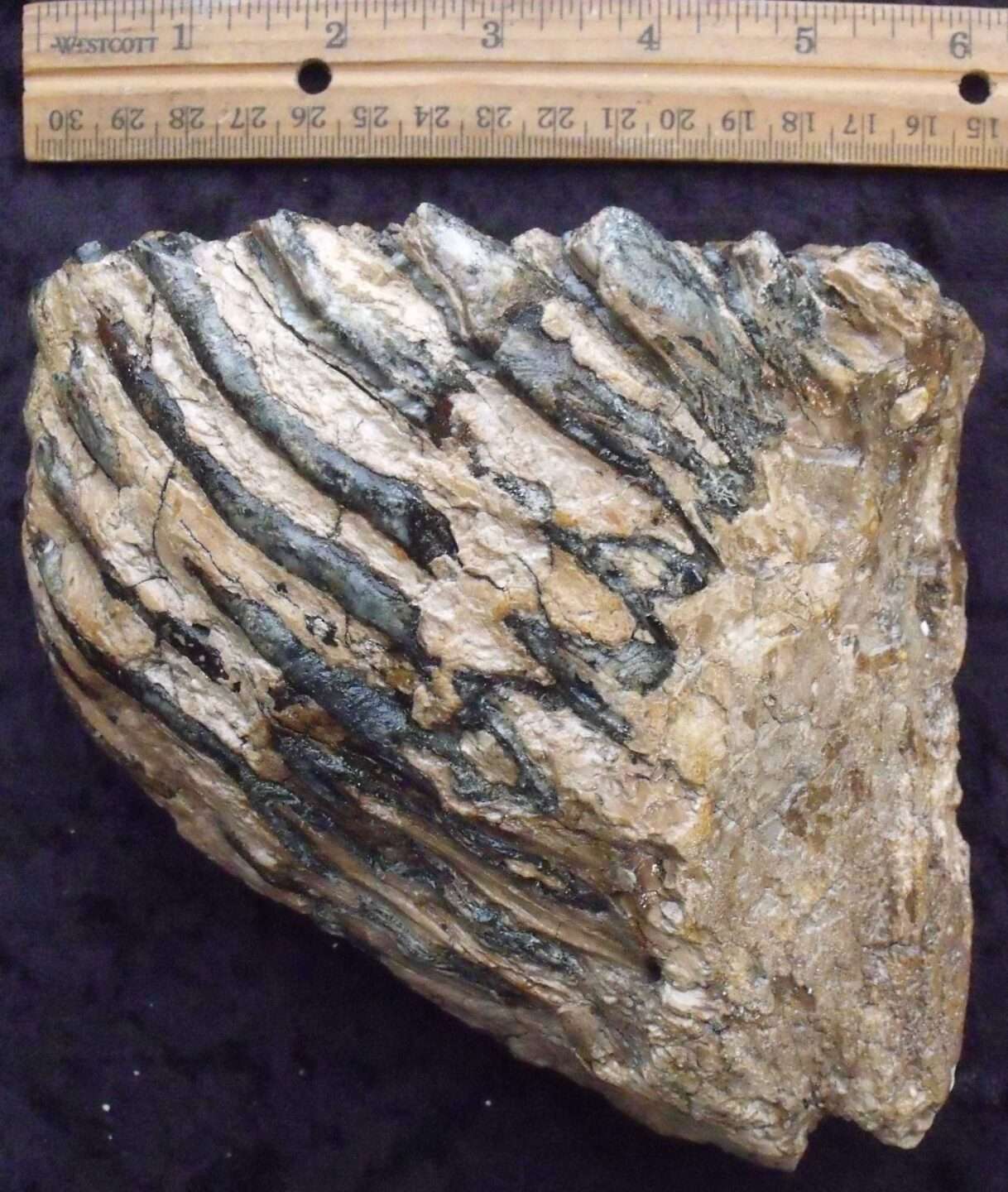 Fossil Mammoth Tooth - Image 2