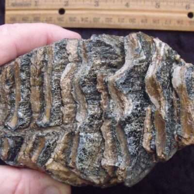 Fossil Mammoth Tooth