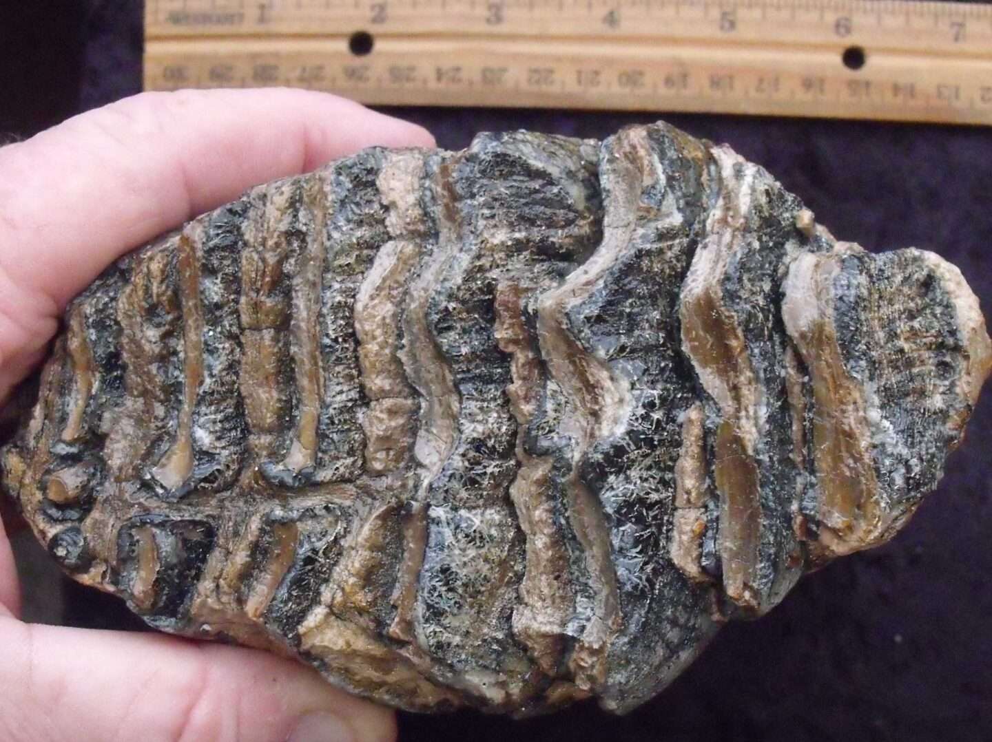 Fossil Mammoth Tooth