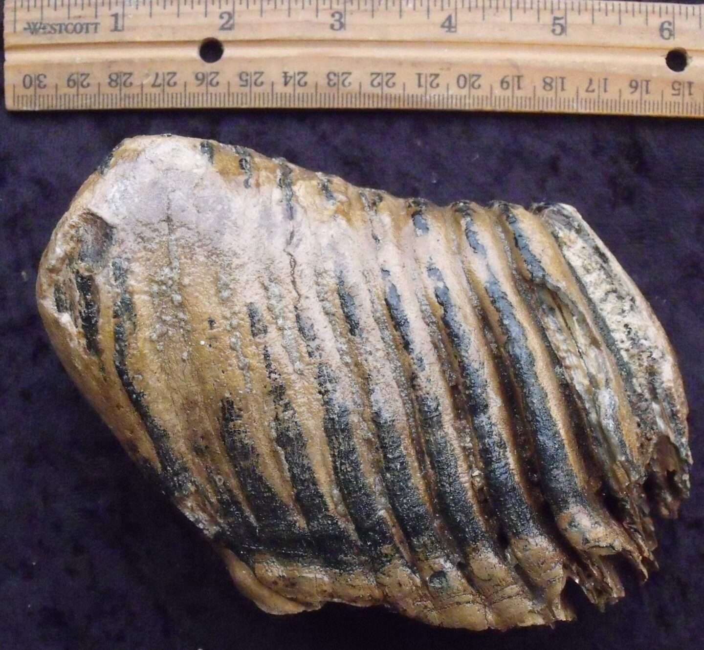 Juvenile Fossil Mammoth Molar - Image 2