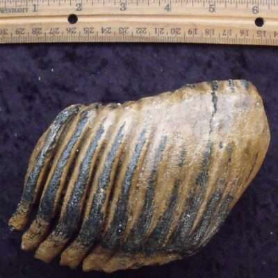 Juvenile Fossil Mammoth Molar