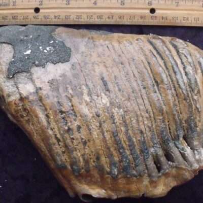 Large Fossil Mammoth Molar
