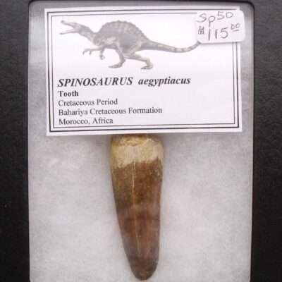 2 1/4 Inch Spinosaurus Tooth