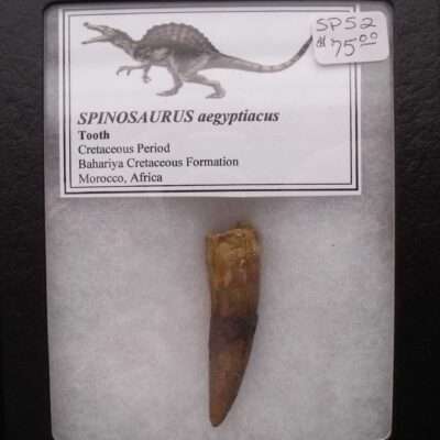 2 Inch Spinosaurus Tooth