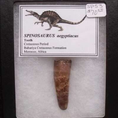 1 7/8 Fossil Spinosaurus Tooth