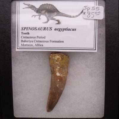 Fossil Spinosaurus Tooth
