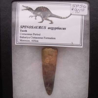 2 1/8 Inch Spinosaurus Tooth
