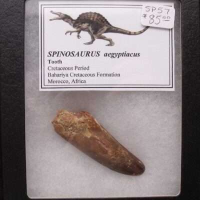 2 3/8 Inch Spinosaurus Tooth