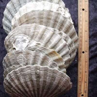 Fossil Scallop Shell Chesapectin
