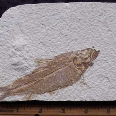 4 3/4 Knightia Fossil Fish