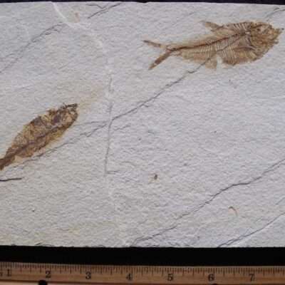 Double Fossil Fish Plate