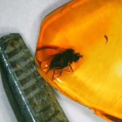 Amber Fly Inclusion