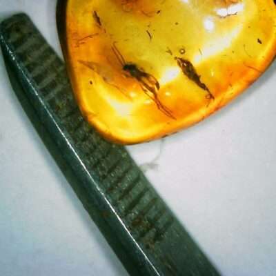 Slender Amber Fungus Gnat