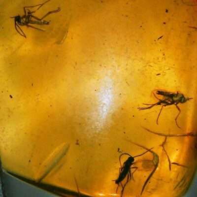 Three Fossil Fungus Gnats