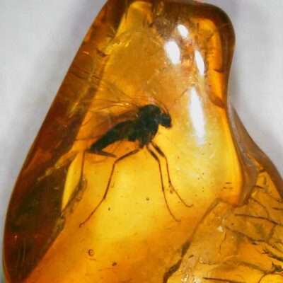 Amber Fungus Gnat