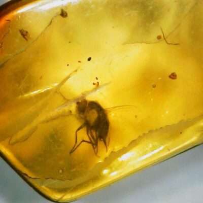 Fly in Amber