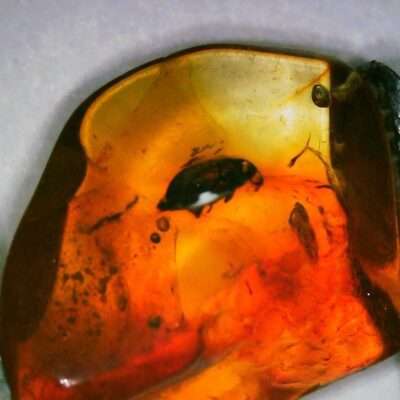 Beetle in Amber