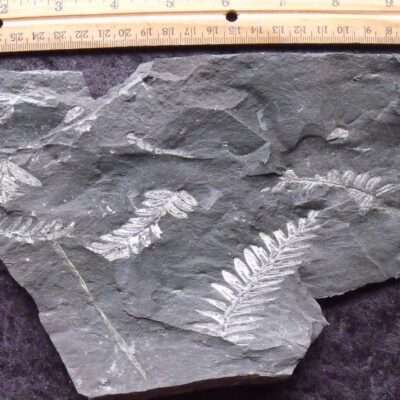 Carboniferous Fossil Fern Block