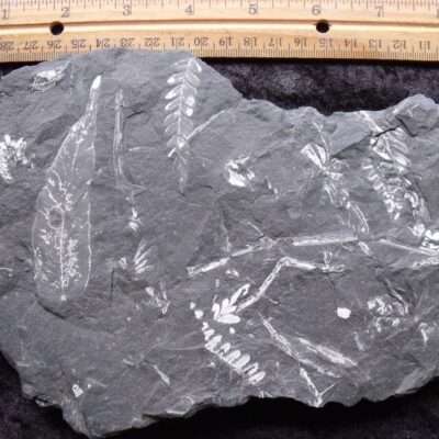 3 Species Fossil Ferns