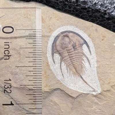 Fossil Olenellus gilberti