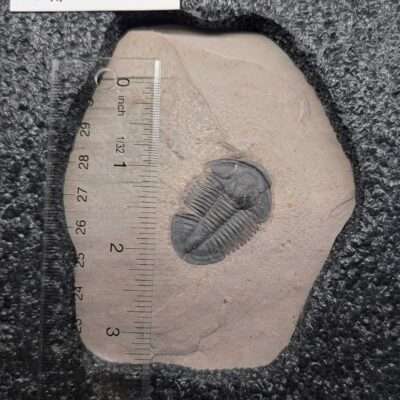 Asaphiscus Trilobite from Utah