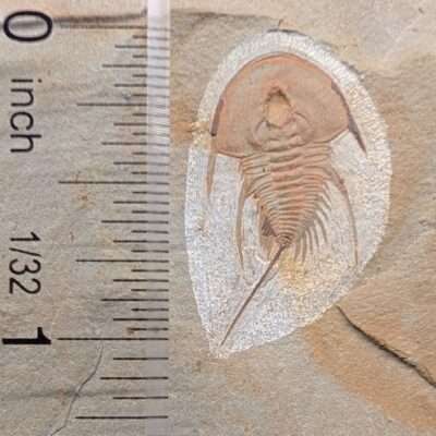 Olenellus chiefensis Trilobite