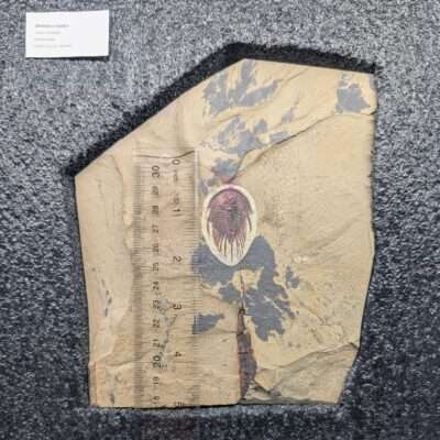 Olenellus fowleri Trilobite