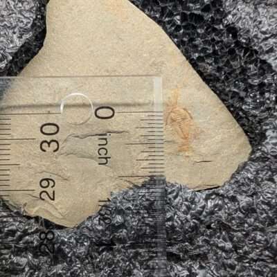 Trilobite growth series