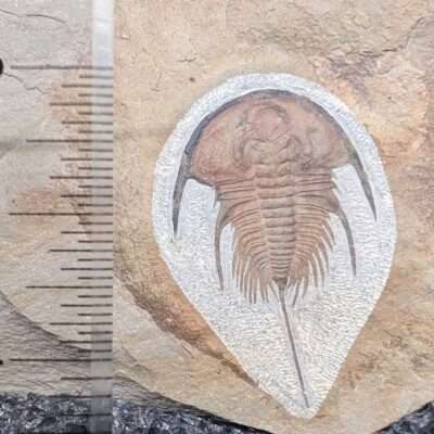 Detailed Olenellus Trilobite