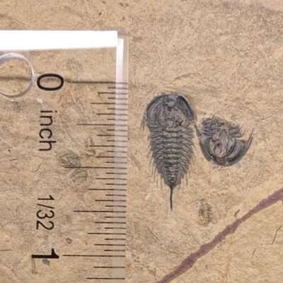 Zacanthoides typicalis Trilobite