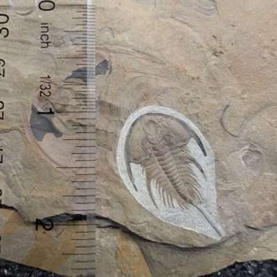 Double Olenellus Trilobite