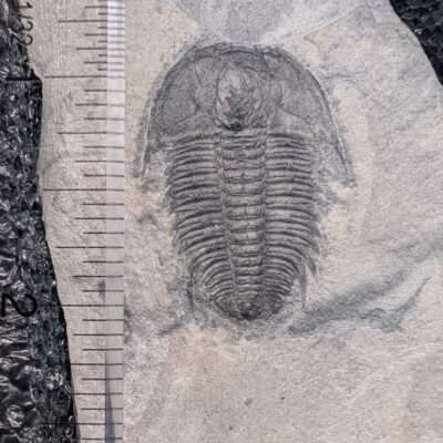 Fossil Modocia Trilobite