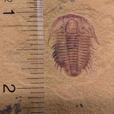 Modocia Fossil Trilobite