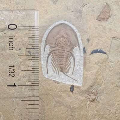 Fossil Ollenelus Trilobite