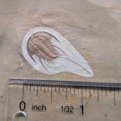 Olenellus gilberti Trilobite