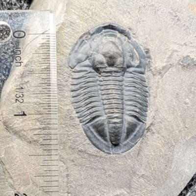 Asaphiscus wheeleri Trilobite