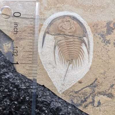 Olenellus Trilobite Fossil