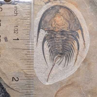 Detailed Olenellus Chiefensis