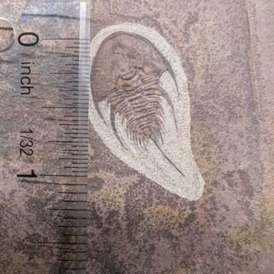 Detailed Olenellus gilberti