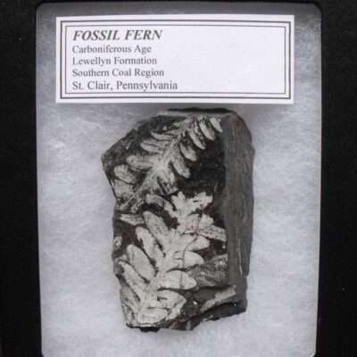 St. Clair Fossil Fern
