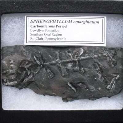 Sphenophyllum Fossil fern