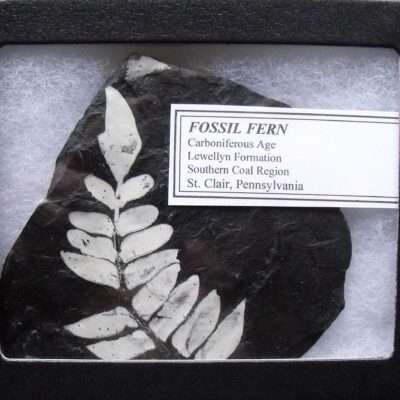 Pennsylvania White Fern
