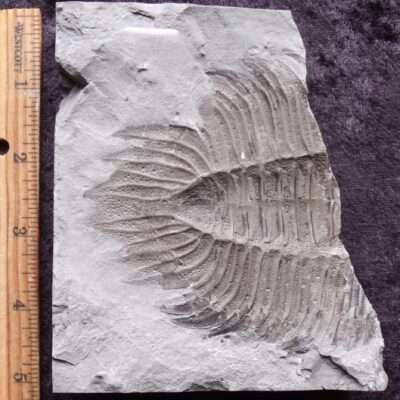 Arctinurus Tail Fossil