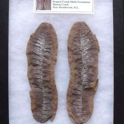 Large Mazon Creek Fern