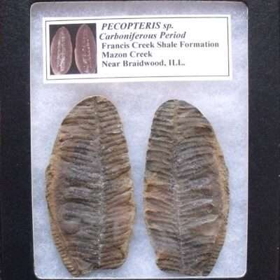 Mazon Creek and Other Plant Fossils for sale