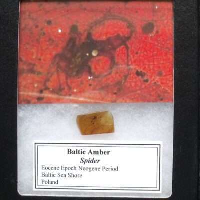 Amber trapped Spider