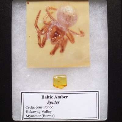 Cretaceous Spider in Amber