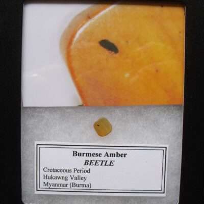Amber with a Beetle