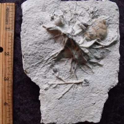 Waldron Crinoid Holdfast