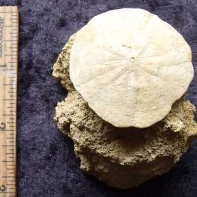 Sand Dollar Fossil